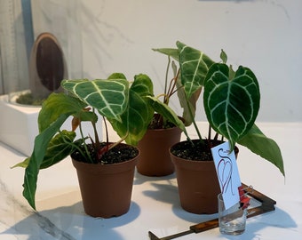 Seed Grown Anthurium Black Sweet X Fort Sherman Starter Plant (ALL