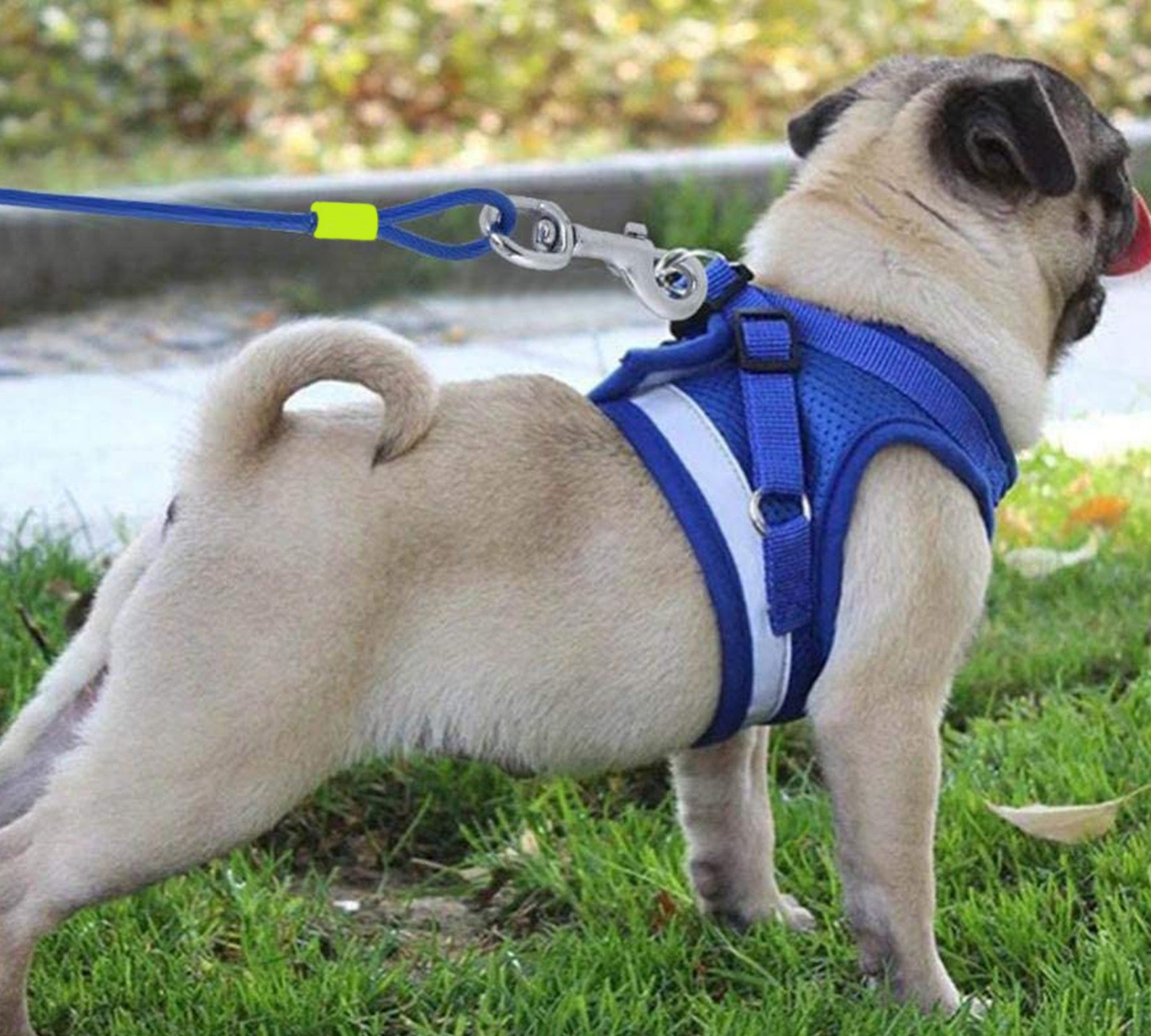 Strong Dog Leash Lead Pet Tie Out Cable for Dogs 30 Feet Pet Etsy