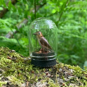 May include: A small brown bird figurine displayed within a clear glass dome. The bird stands on a base with moss and leaves. The dome rests on a black base, set against a blurred green backdrop.
