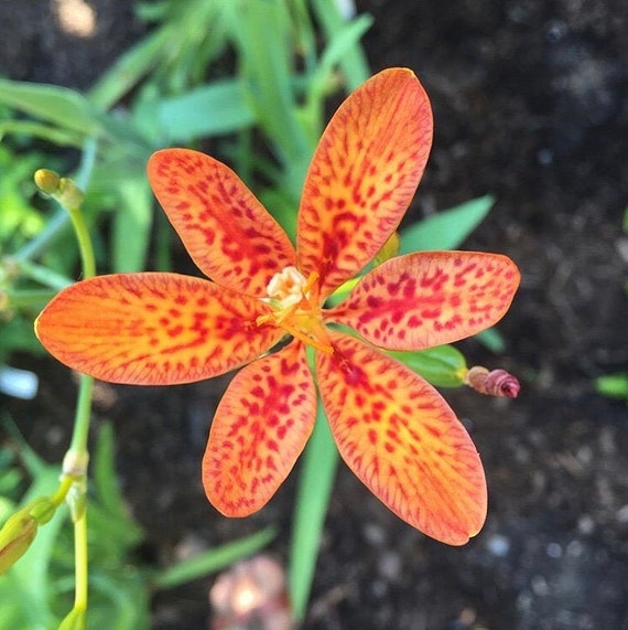 Freckle Face lily belamcanda chinensis | Etsy
