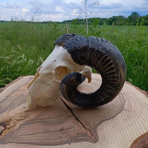 Widderschädel, komplett verarbeitet, perfekt gebleicht, Große Hörner, Home Deko, Gothic