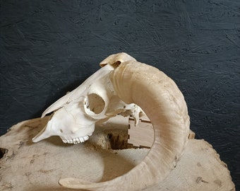 Cráneo de carnero, totalmente procesado, perfectamente blanqueado, Big Horns, Home Decor, Gótico.
