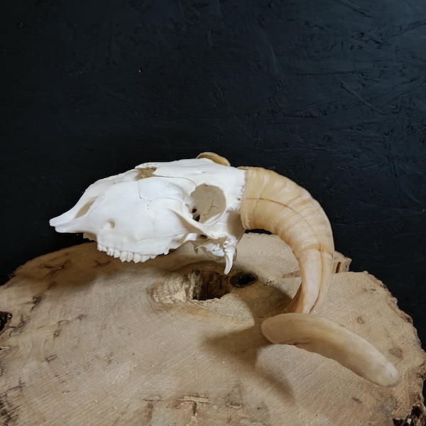 Ram's skull, fully processed, perfectly bleached, Big Horns, Home Decor, Gothic.