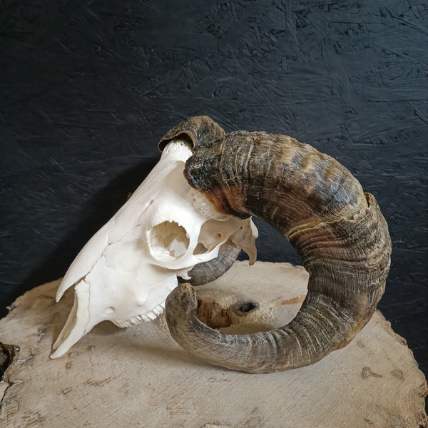 Ram's skull, fully processed, perfectly bleached, Big Horns, Home Decor, Gothic.