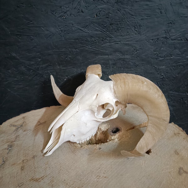 Ram's skull, fully processed, perfectly bleached, Big Horns, Home Decor, Gothic.