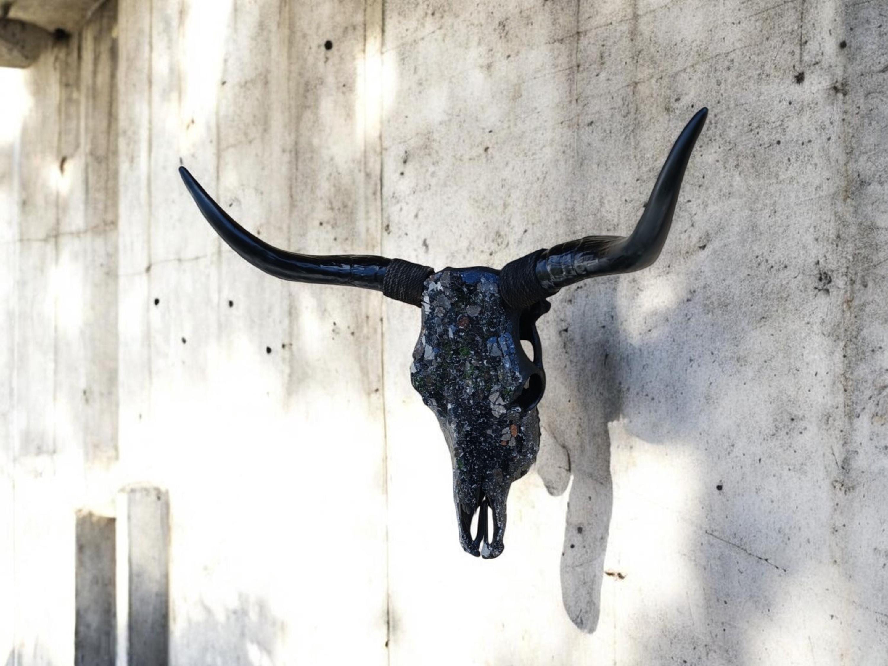 Real Longhorn Horns - Etsy Canada