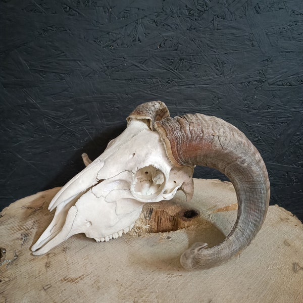 Ram's skull, fully processed, perfectly bleached, Big Horns, Home Decor, Gothic.