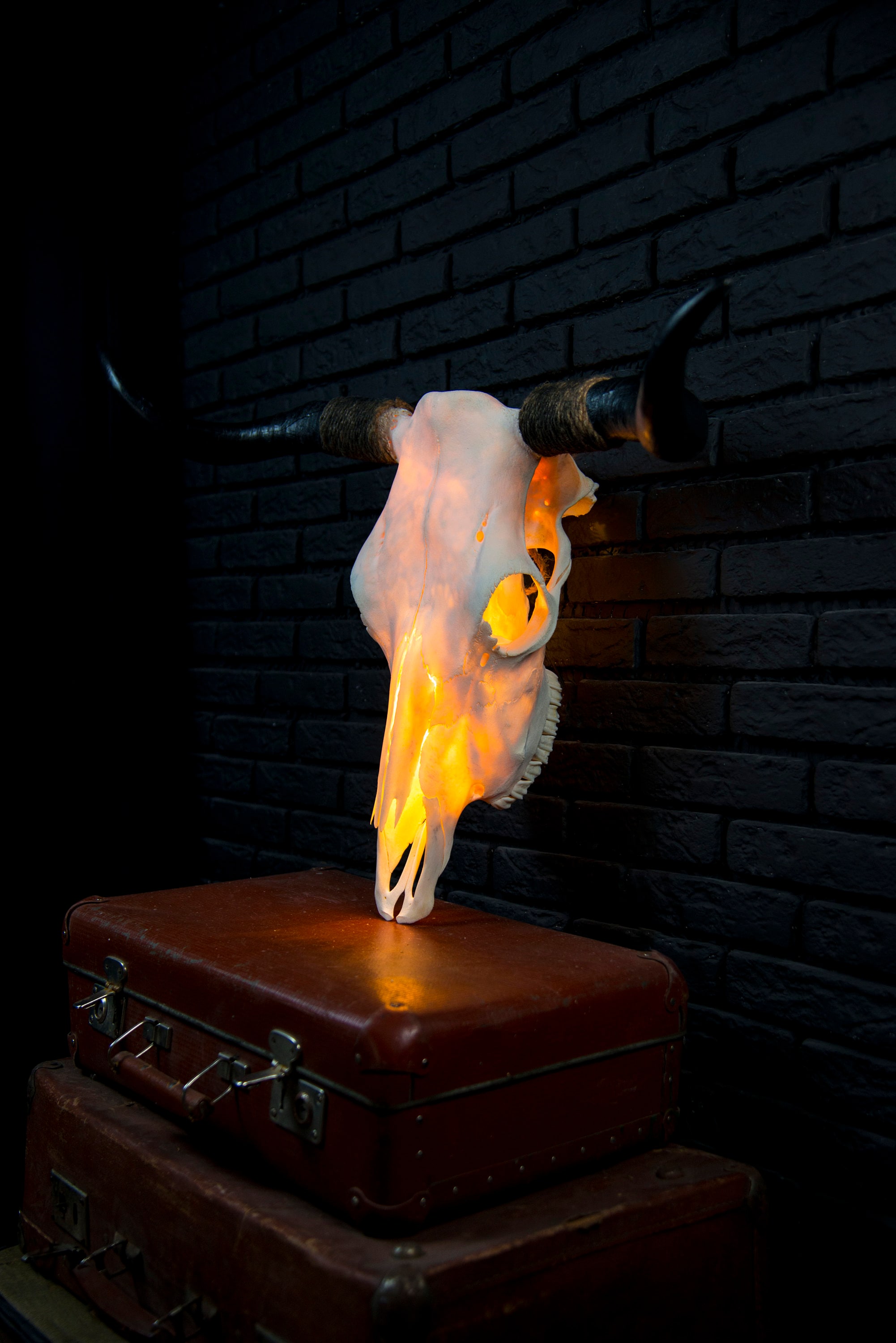 Real Bull Skull Lamp. Processed and Whitened Etsy Ireland