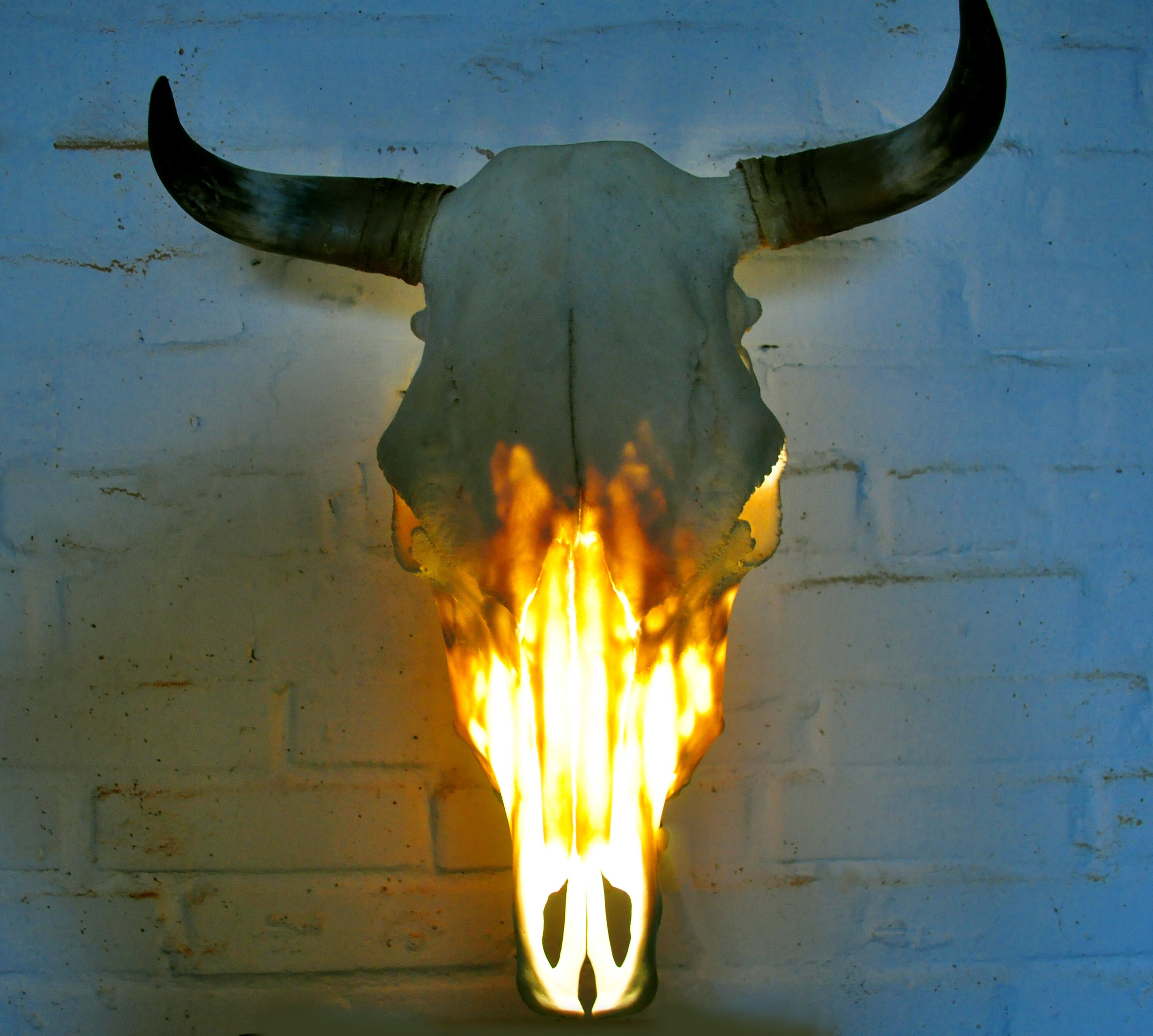 Real Bull Skull Lamp. Processed and Whitened - Etsy