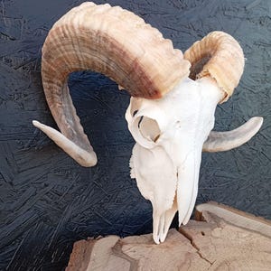 Ram skull, fully processed, perfectly bleached, Large horns, Home decor, Gothic