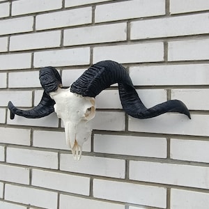 Ram skull, fully processed, perfectly bleached, Large horns, Home decor, Gothic