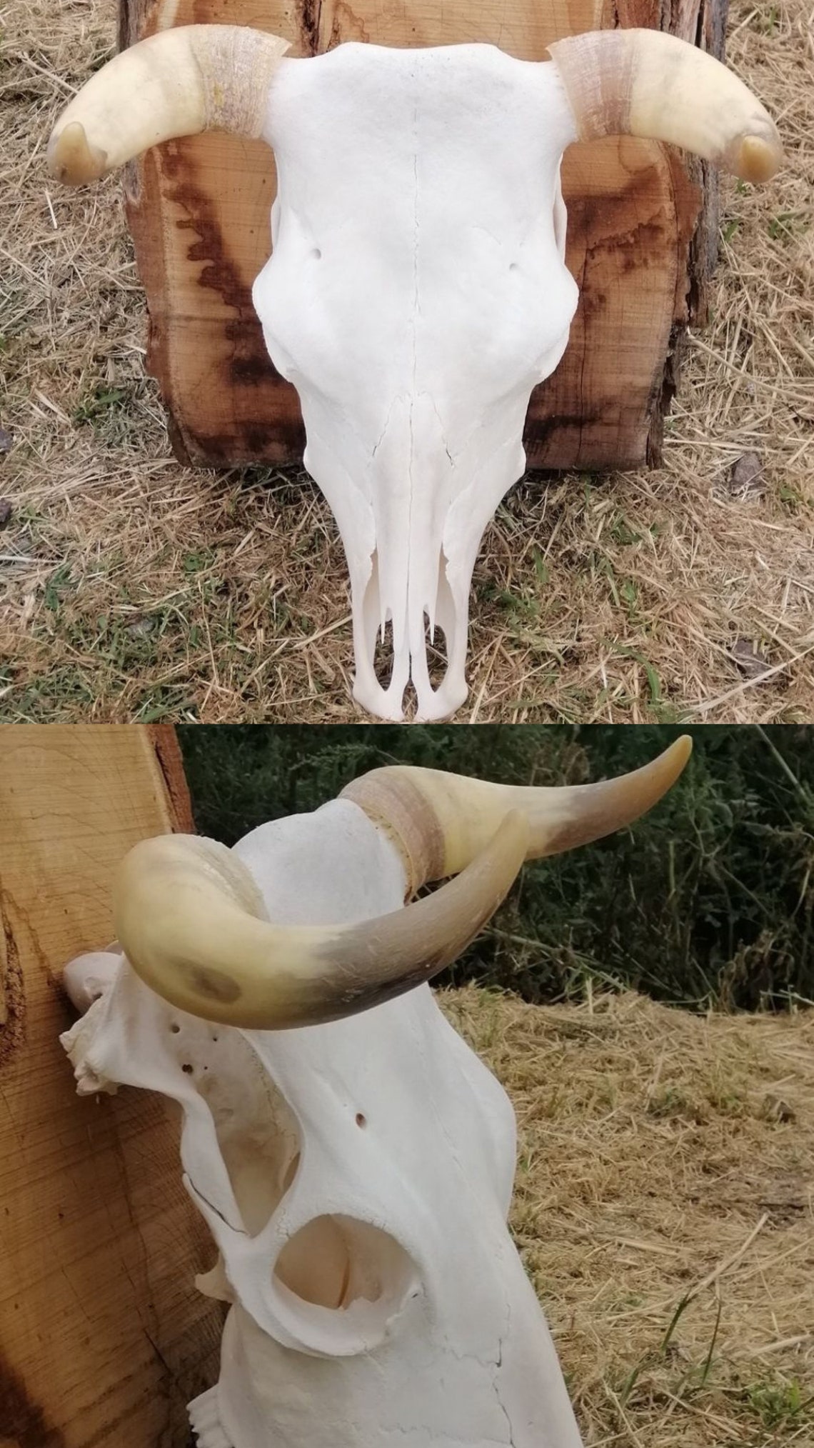 Real Bull Skulls. Processed and Whitened Etsy