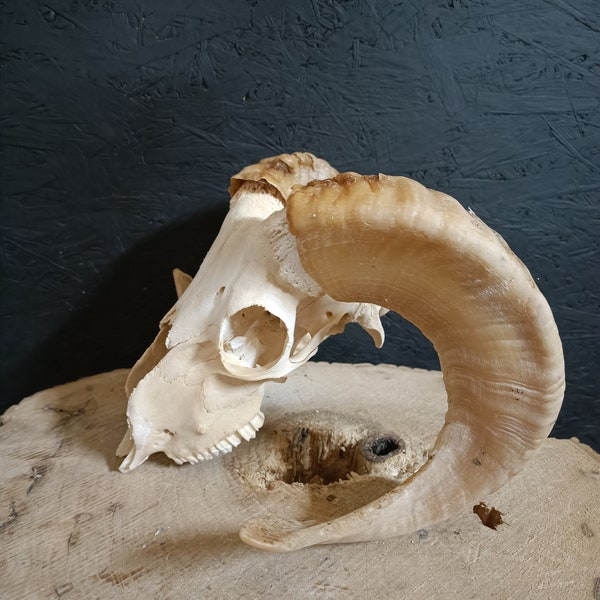 Ram's skull, fully processed, perfectly bleached, Big Horns, Home Decor, Gothic.