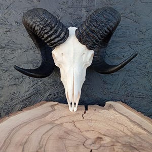 Ram skull, fully processed, perfectly bleached, Large horns, Home decor, Gothic