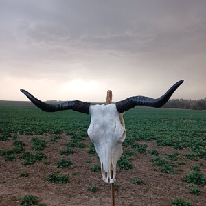 Настоящий череп быка. Обработано и побелено, Большая рога, Домашний декор, Готика.