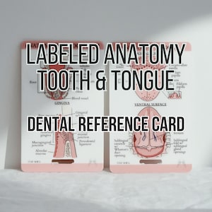 Anatomie : dents et langue. Aide-mémoire, Carte d'étude, Hygiéniste dentaire, Assistant dentaire, École d'hygiène, Bobine de badge, Cadeaux dentaires
