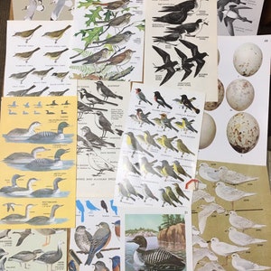 15 VINTAGE BIRD book pages for journals, decoupage, crafts.