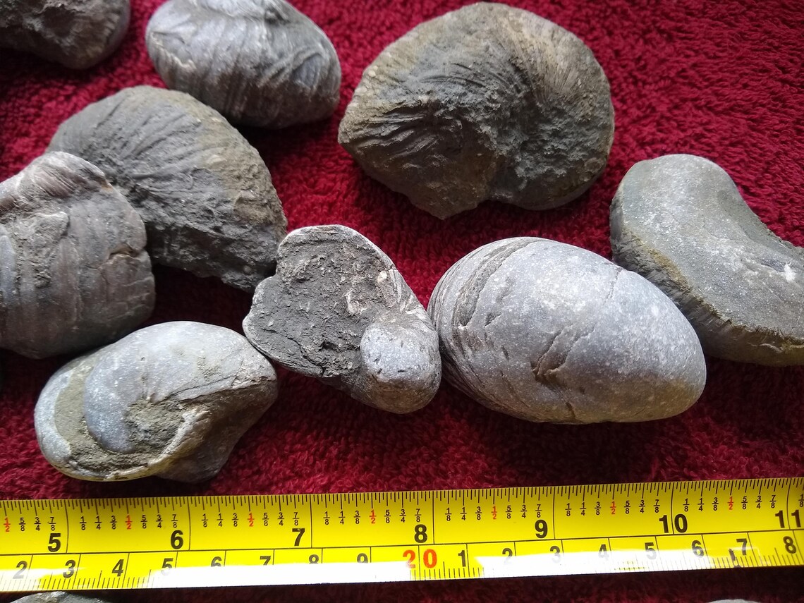 3 Large Devils Toenails Gryphaea Fossils from the Redcar Etsy