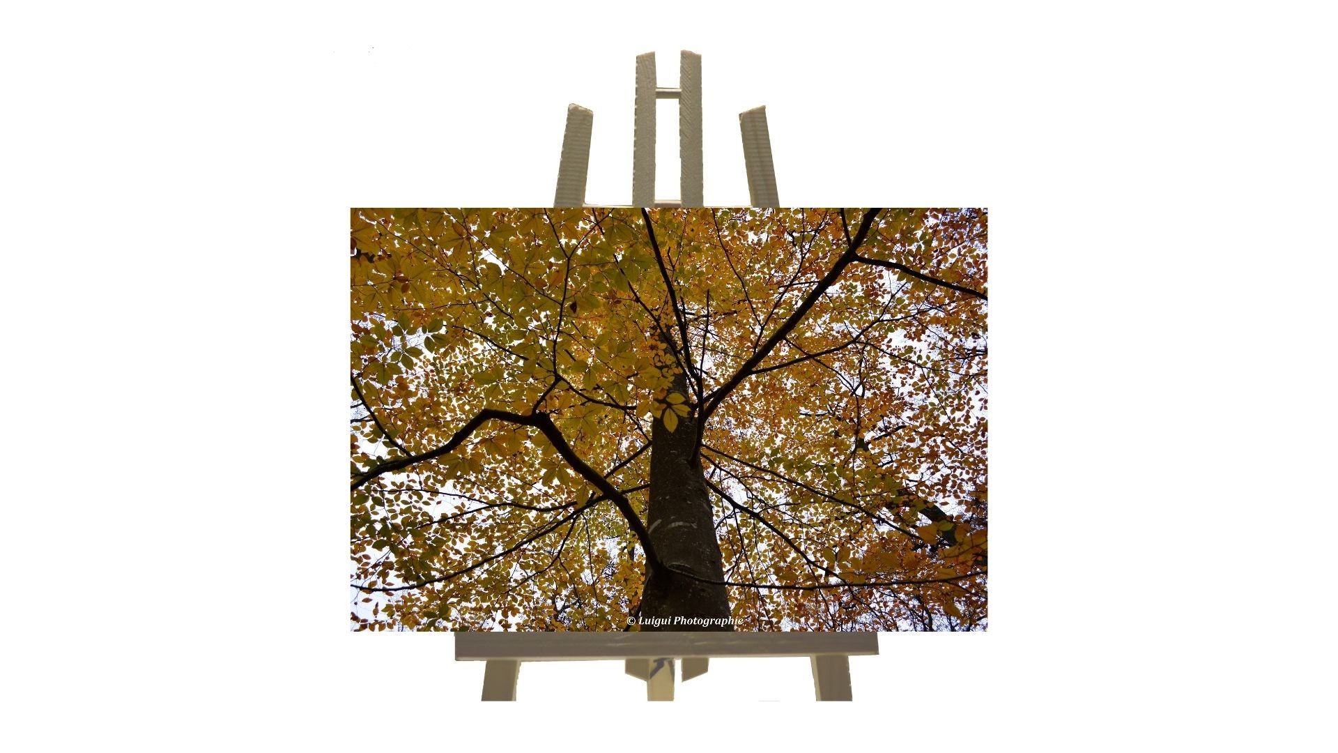 Tronc et Feuilles Aux Couleurs d'automne