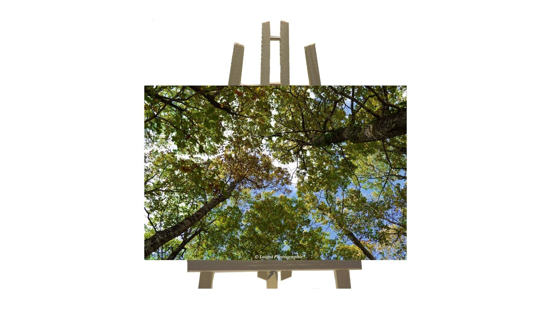 Aluminium | 40x60 Photographie Tronc Arbres Ciel et Nature Forêt