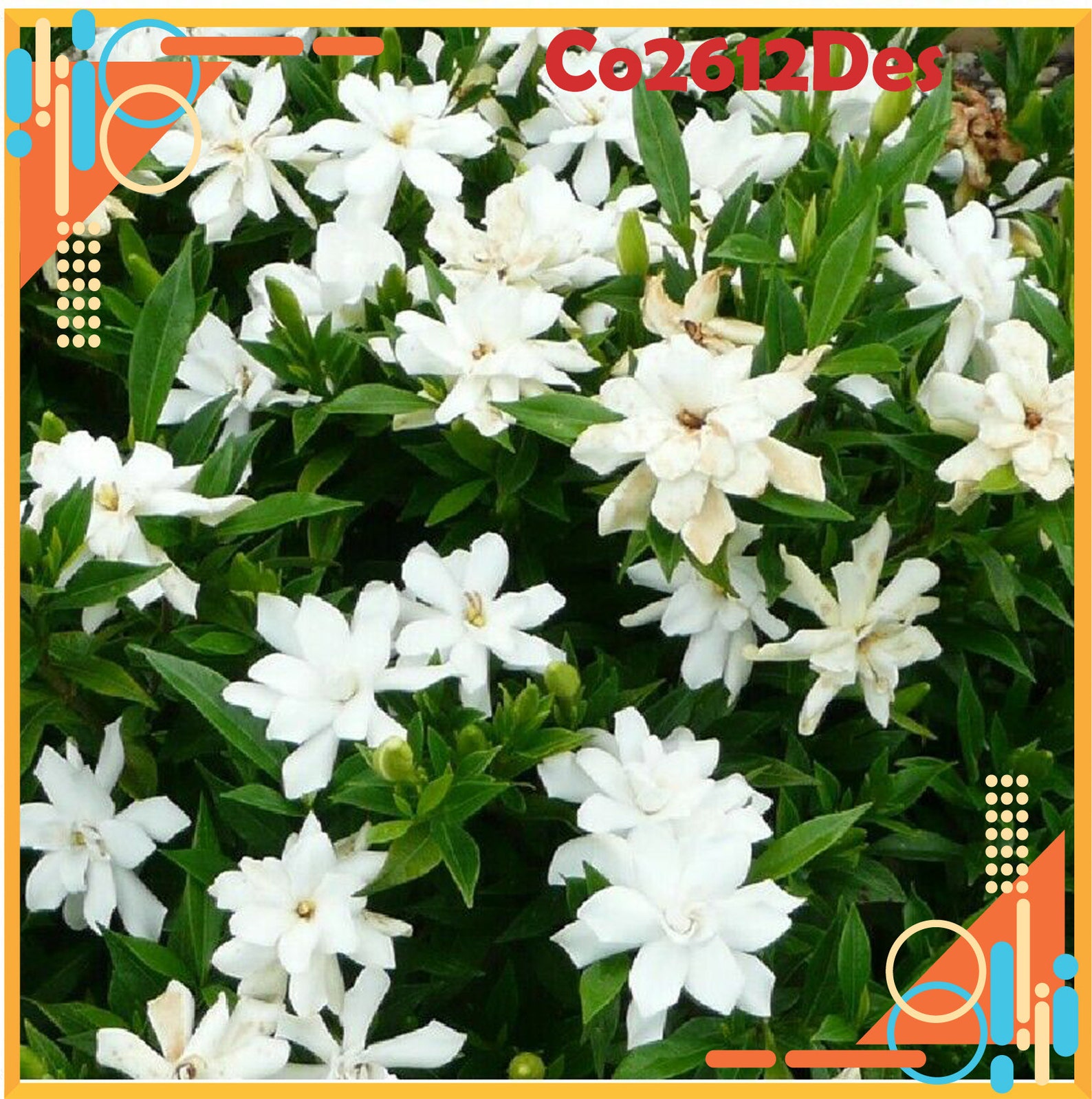 Frost Proof Gardenia Live Plant Great Fragrance Evergreen