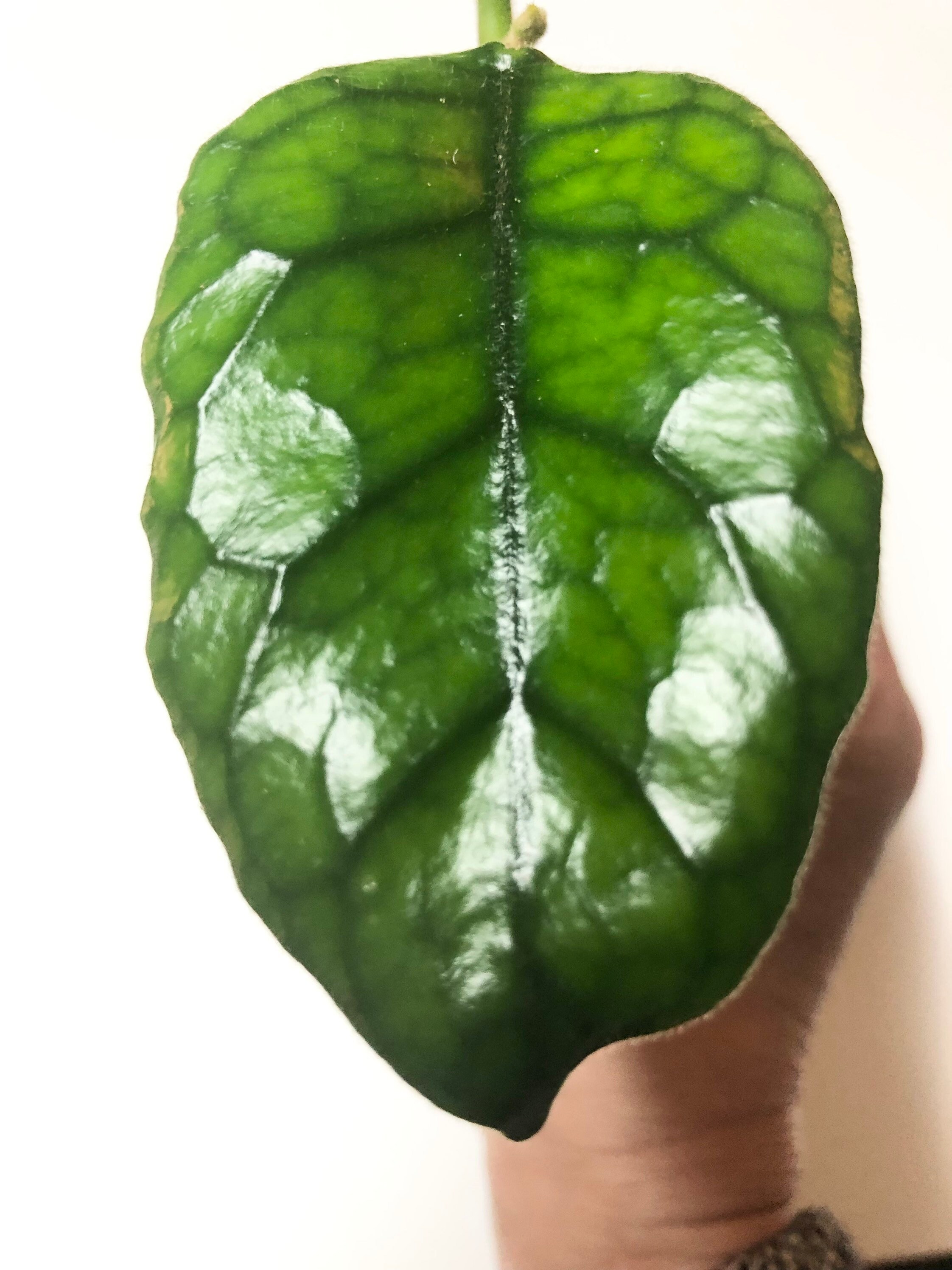 Hoya Villosa Cao Dang Rare House Plant Etsy Canada