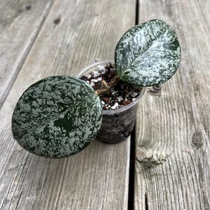 Hoya Madara Snow Angel - Etsy Canada