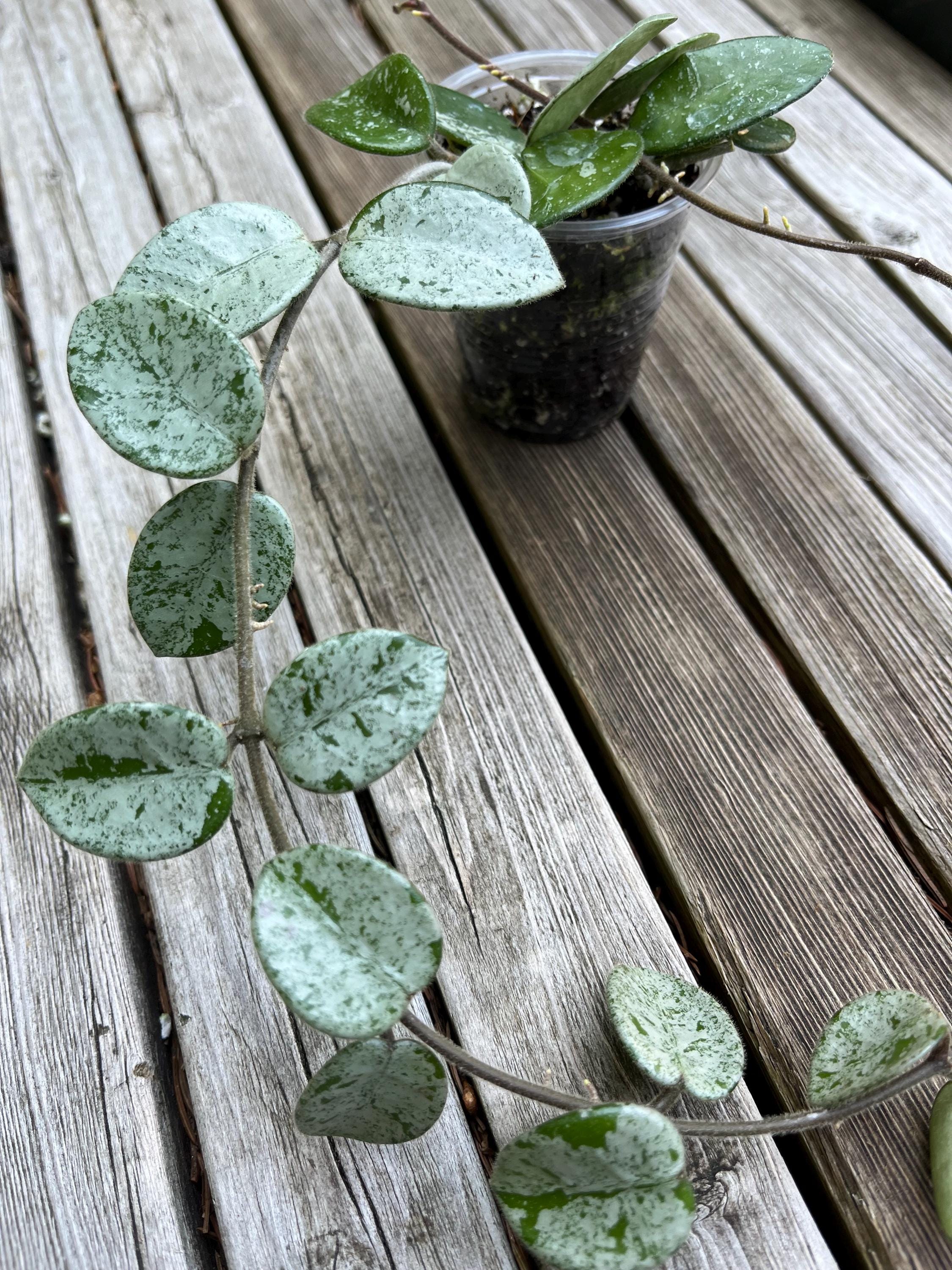 49 ＊ホヤ ＊ Hoya ＊ latifolia ＊ silver leaf Hoya Latifolia Silver : r/hoyas