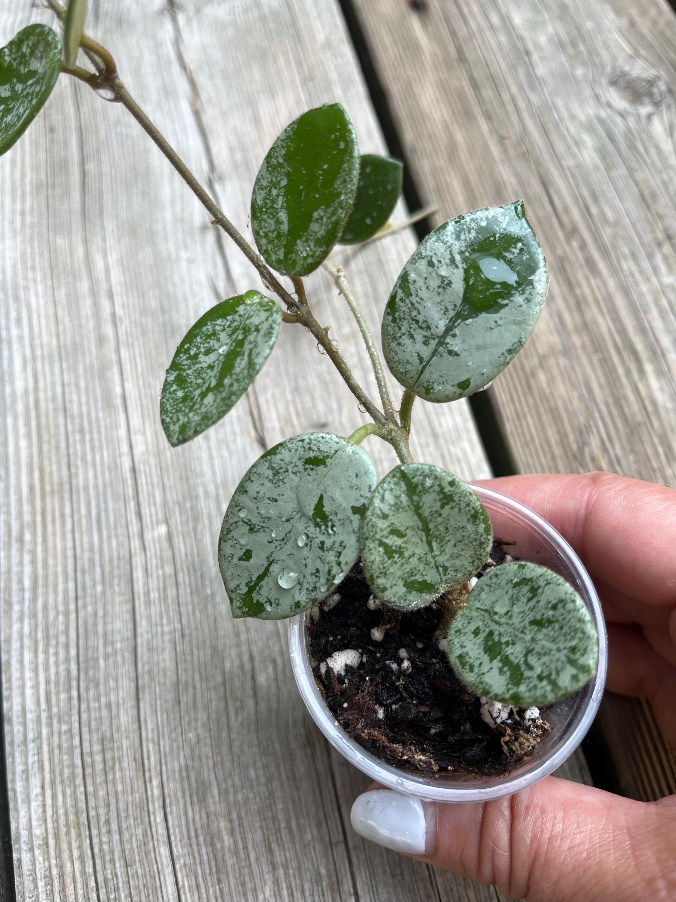 Hoya Latifolia Silver - Etsy Canada