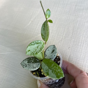 May include: A Hoya plant cutting with variegated, splashy leaves in shades of dark green, light green, and silver, planted in a small, clear plastic cup filled with potting soil. The plant features a central stem with several oval-shaped leaves.