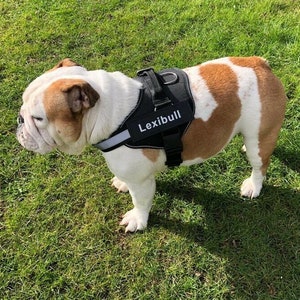 No Pull Dog Harness