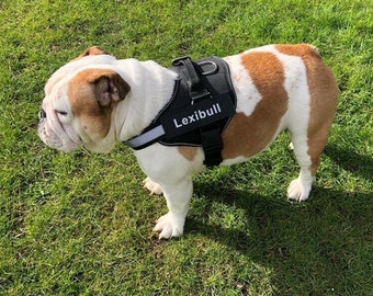 No Pull Dog Harness