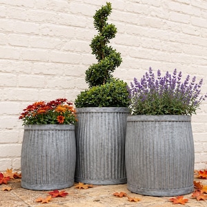 May include: A set of three cylindrical, corrugated metal planters with a weathered grey finish. The smallest planter holds orange and red chrysanthemums, the tallest contains a spiral-shaped topiary, and the third holds purple lavender.