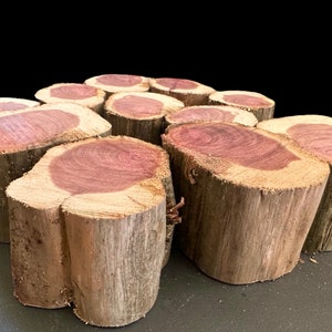 Cedar Wood Slices Set 2 inch Thick
