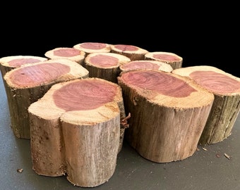Cedar Wood Slices Set 2 inch Thick