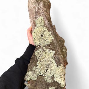 Mossy Tree Trunk Hardscape for Tanks and Terrariums. Driftwood Decor