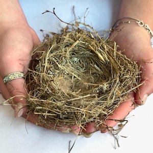 Natural Birds Nest