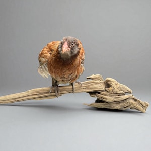 Large Freshwater Root Wood Decor