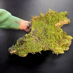 May include: A large piece of preserved moss, with a green, mossy texture, attached to a piece of bark. The moss is a vibrant green color and has a natural, organic look.