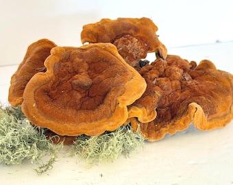 Dyer’s Polypore Mushroom. Phaeolus schweinitzii