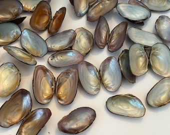 Mother of Pearl Freshwater Shells for Crafting