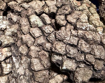 Textured Persimmon Bark