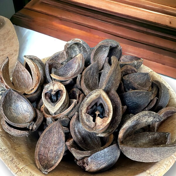 Hickory Nut Hulls Shells 1/2 Pound for Arts and Crafts Meat Smoking