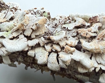 Mushrooms on Birch Log Terrarium Decor