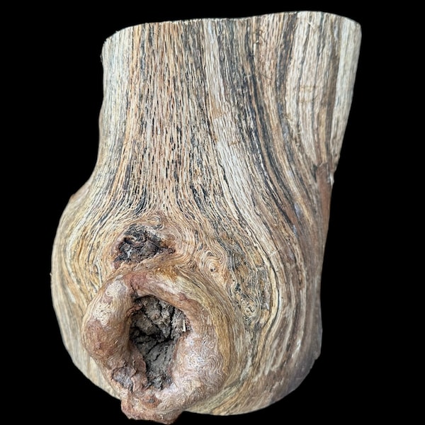 Knotty Stump Spaghetti Oak