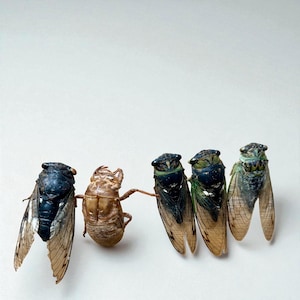 Real Cicada Insects