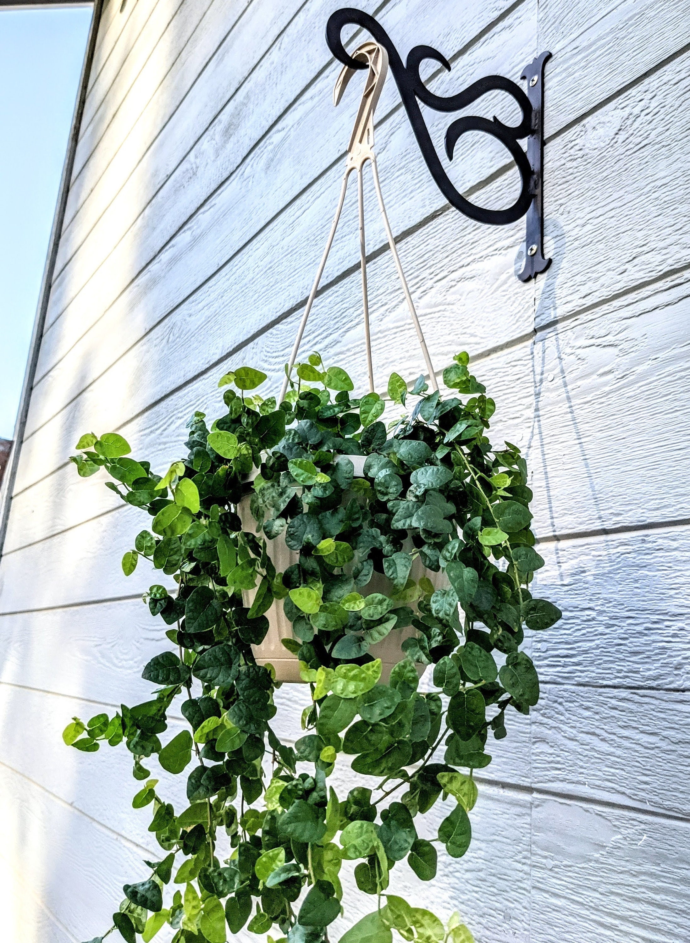 8 Wall Mounted Plant Hanger Custom and Handmade Etsy