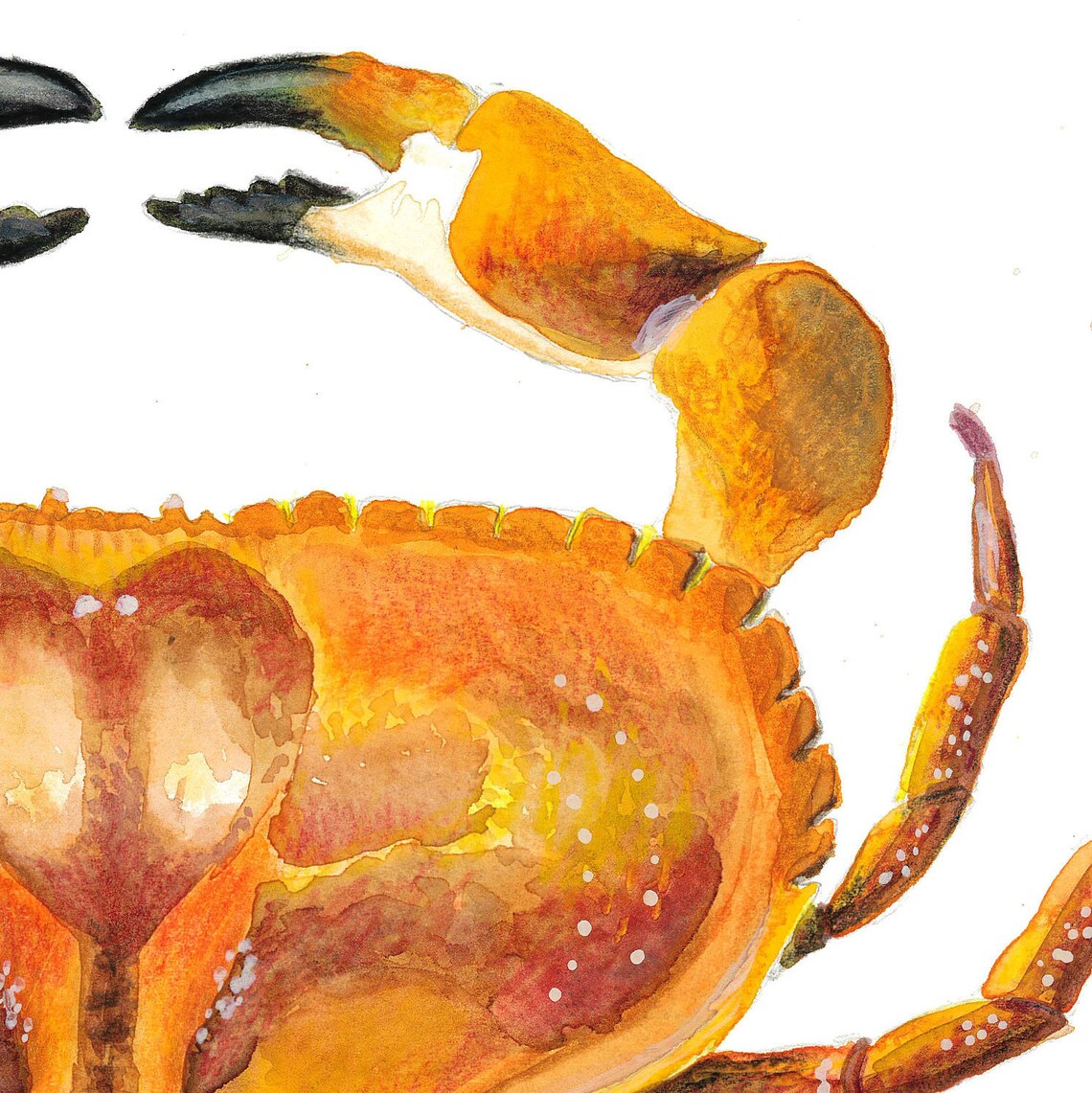 Crab / Kitchen Art Print / A4 / Wall Art / Illustration / Home Etsy