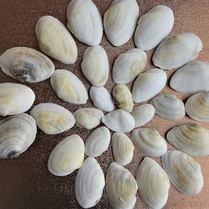 Sammlung alter Naturmuscheln von der Schwarzmeerküste | Muscheln für Dekoration, Kunsthandwerk oder Kunst