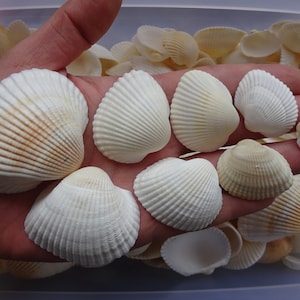 Natürliche Muscheln von der Schwarzmeerküste| Muscheln für Deko, Handwerk oder Kunst